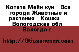 Котята Мейн кун - Все города Животные и растения » Кошки   . Вологодская обл.,Вологда г.